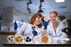 labor work with petri dishes